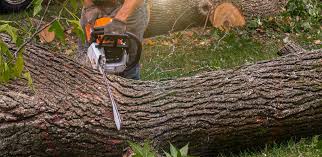 Professional Tree Services in Sea Bright, NJ